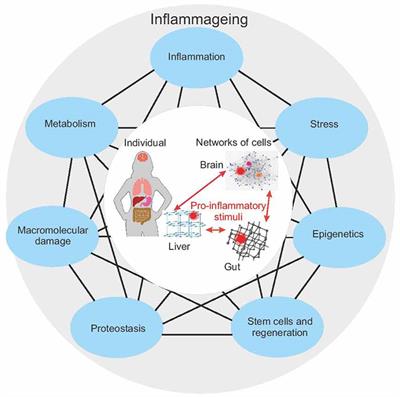 The Human Body as a Super Network: Digital Methods to Analyze the Propagation of Aging